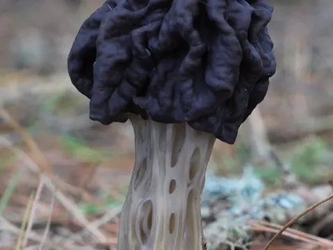 Elfin Saddle