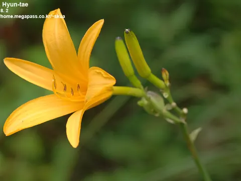 Lemon Daylily
