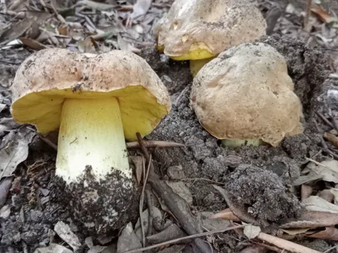 Iodine Bolete