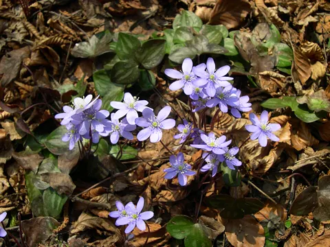Liverwort
