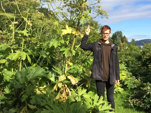 Giant Hogweed