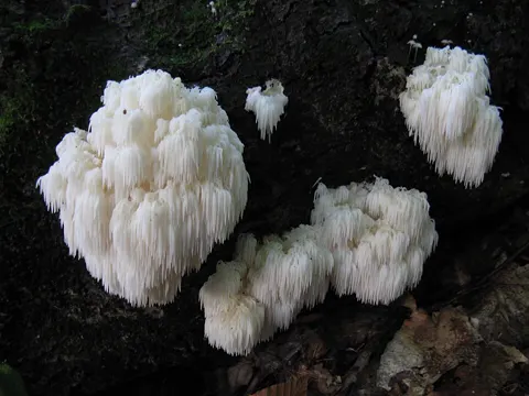 Lion's Mane
