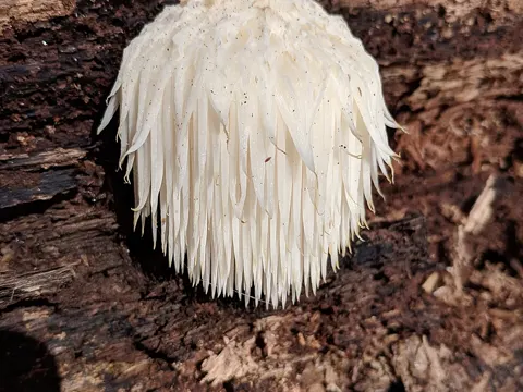 Lion's Mane