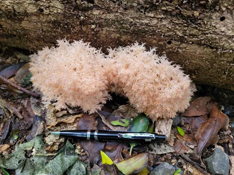 Kokako Mushroom