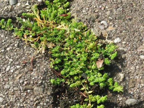 Smooth Rupturewort