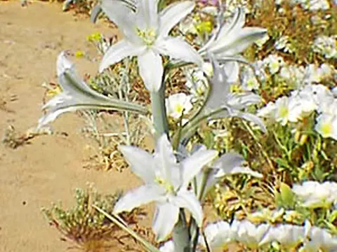Desert Lily