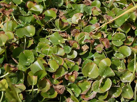 Kidneyleaf Mudplantain