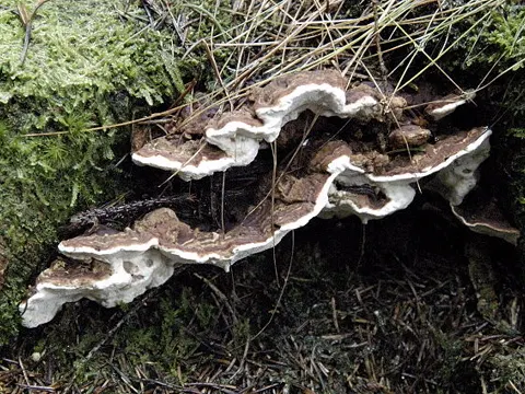 Root Rot