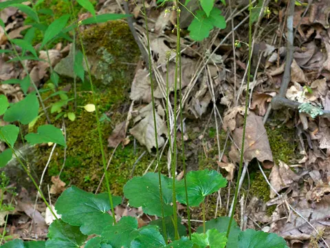 Alumroot