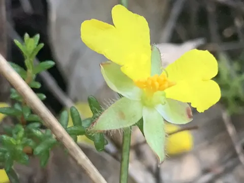Hairy Guinea Flower