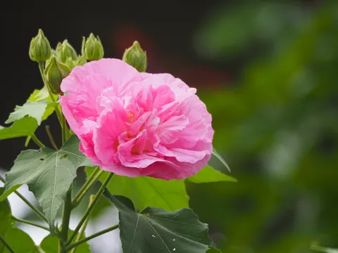 Confederate Rose