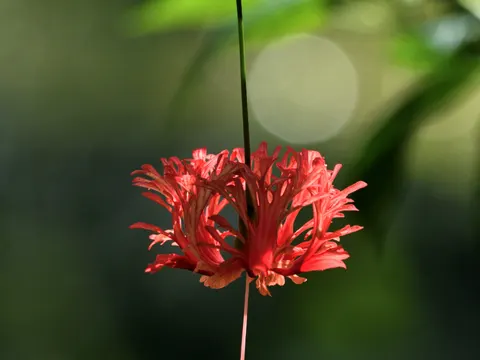 Hibiscus