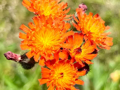 Orange Hawkweed