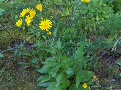 Common Hawkweed