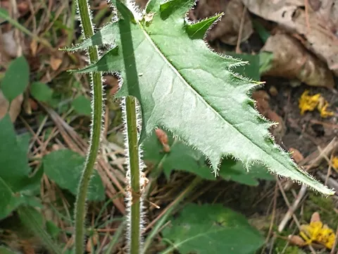 Wall Hawkweed