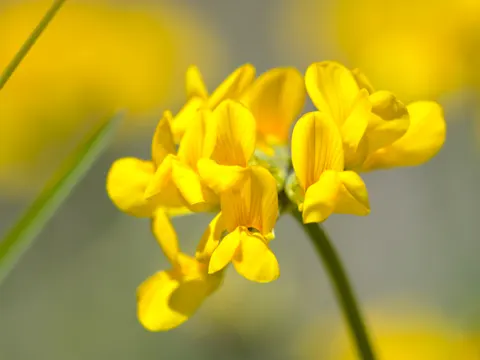 Horseshoe Vetch