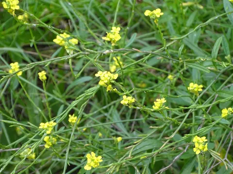 Hoary Mustard