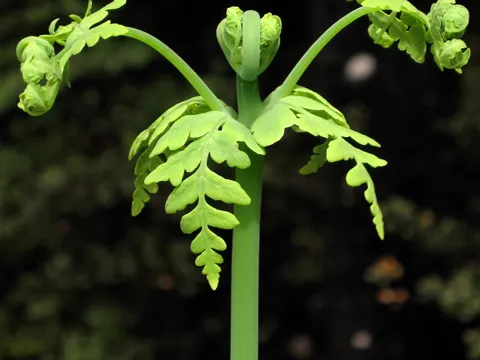 Bat's-wing Fern