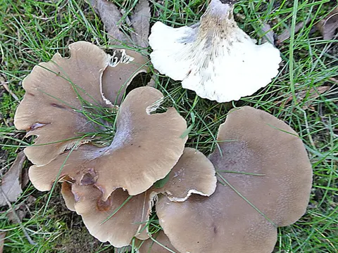 Leaf-like Oyster