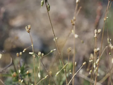 Jagged Chickweed