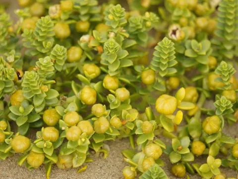 Sea Sandwort