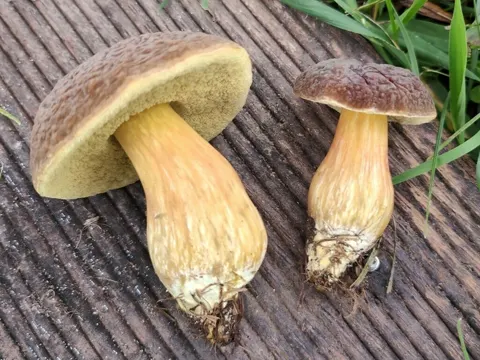 Engel's Bolete