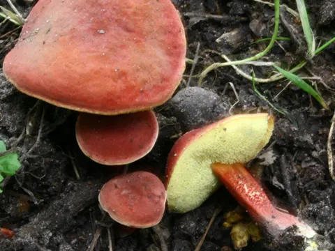 Ruby Bolete