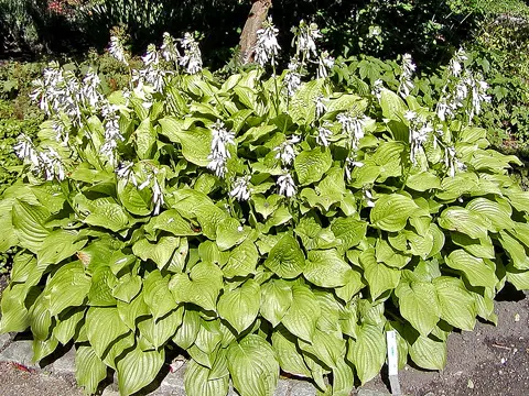 Fragrant Plantain Lily