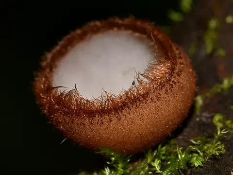 Hemispherical Cup Fungus