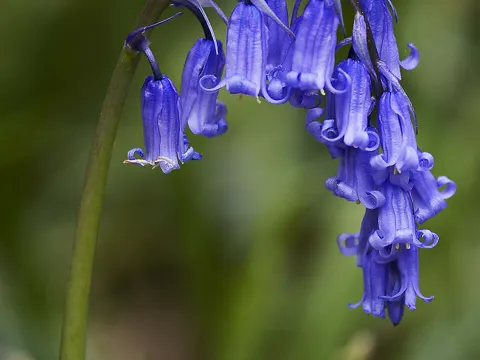 Bluebell
