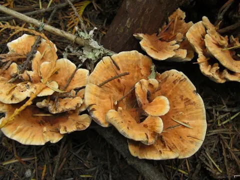 Orange Spine Fungus