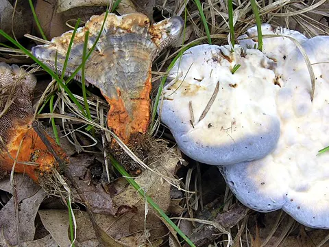 Blue Hedgehog Fungus