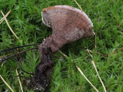 Terracotta Hedgehog