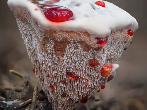 Strawberry Tooth Fungus