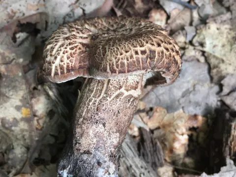 Bitter Tooth