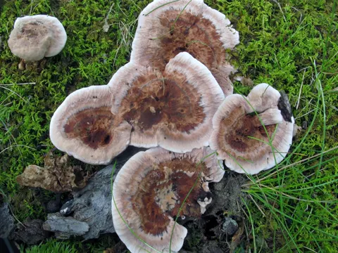 Netted Spine Fungus