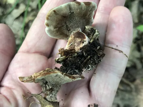 Velvet Tooth