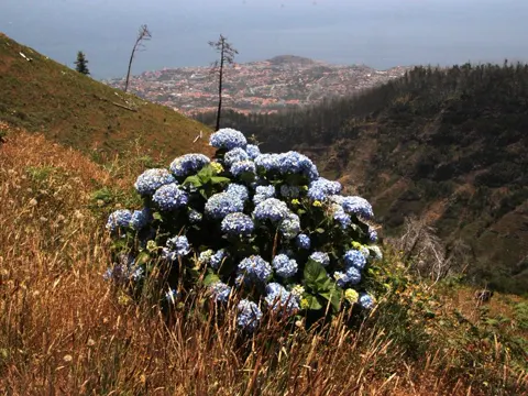 Bigleaf Hydrangea
