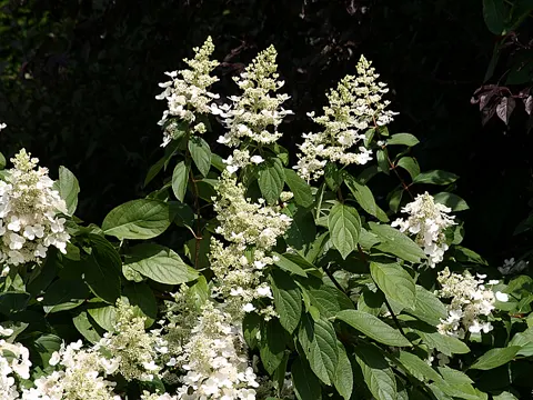 Panicled Hydrangea