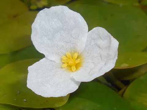 Frogbit