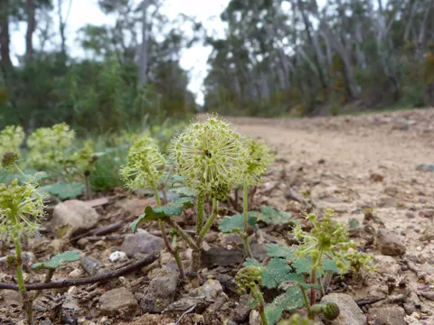 Hydrocotyle laxiflora