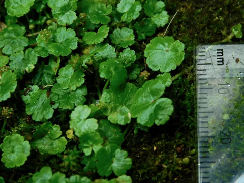 Lawn Marshpennywort