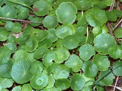 Marsh Pennywort