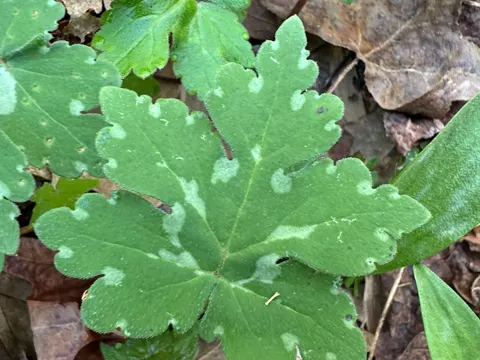 Canada Waterleaf