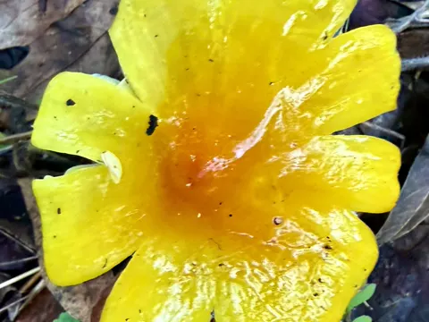 Persistent Waxcap