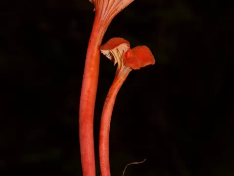 Chanterelle Waxcap