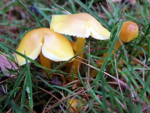 Golden Waxcap