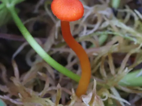 Bog Waxcap
