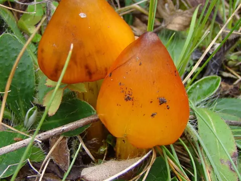 Conical Waxcap