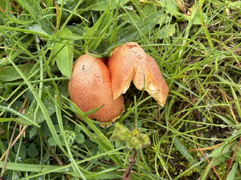 Fibrous Waxcap